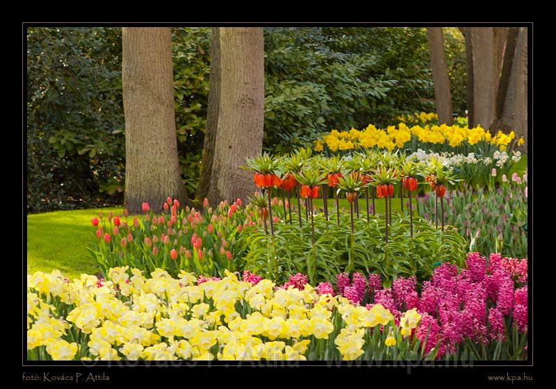 Keukenhof Hollandia 102.jpg